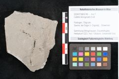 Foto (Objekt + Etikett) von Callitris brongniartii Endl. (NHMW-GEO-2024-0188-6746)